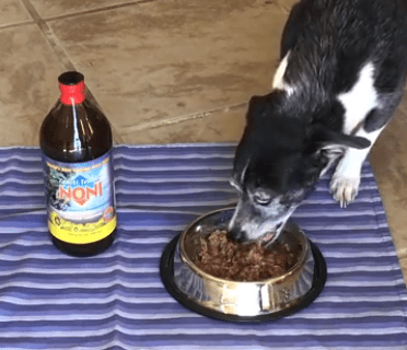 Noni Juice for Dogs and Pets: Here's What to Know - Tahiti Trader