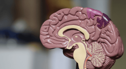 Tart Cherry Juice's Impact on Brain Health - Tahiti Trader