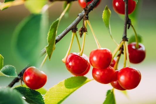 Tart Cherry Supplement vs Juice: The Pros and Cons of Each - Tahiti Trader