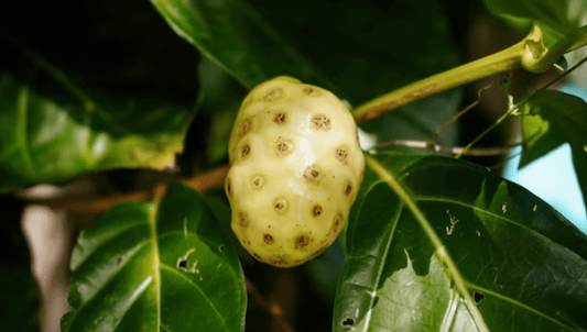 Why a Noni Drink A Day May Keep the Doctor Away! - Tahiti Trader
