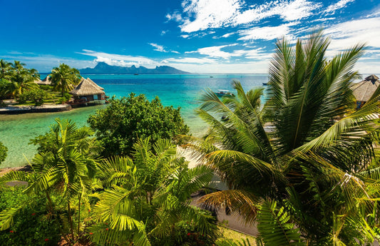 Noni - The History of an Ancient Medicinal Plant - Tahiti Trader