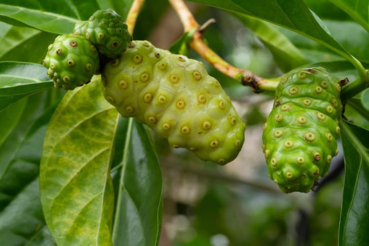 Noni - The Amazing Adaptogen - Tahiti Trader